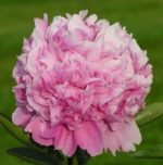 MONSIEUR JULES ELIE - Image 2