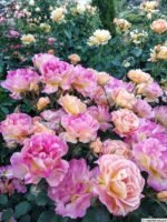 PRIEUREDE ST.COSME - Image 4