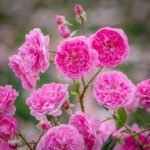 HARLOW CARR - Image 2