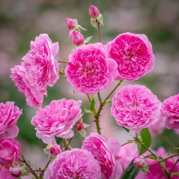 HARLOW CARR - Image 2