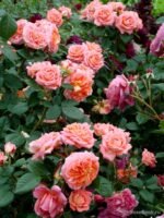 NOTRE DAME DU ROSAIRE - Image 3