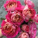 CENTENAIRE DE L'HAY-LES