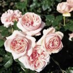 APHRODITE - Image 2