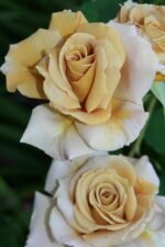 BUTTERSCOTCH