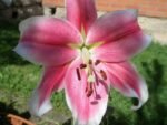 PINK BRILIANT - Image 2