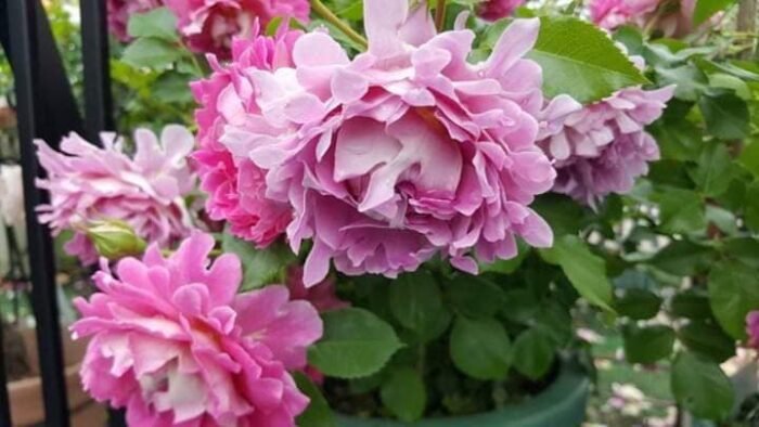 FANCY RUFFLE - Image 13