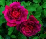 WILLIAM SHAKESPEARE - Image 5