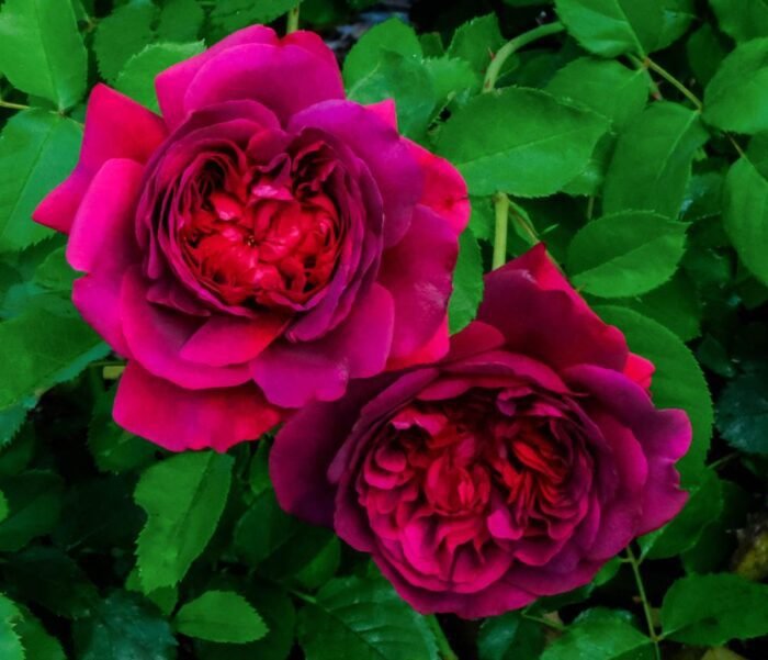 WILLIAM SHAKESPEARE - Image 5