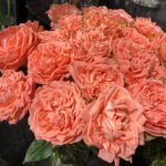 COUNTRY SPIRIT CORAL GIRL