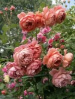 SUMMER SONG - Image 4