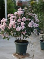 COUTURE ROSE TILIA - Image 2