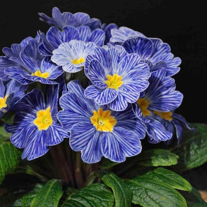 პრიმულა BLUE ZEBRA - Image 1