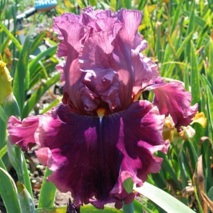 ATHAMAN - Image 1