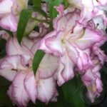 BEAUTY TRAND - Image 3