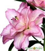 BEAUTY TRAND - Image 2