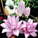 BEAUTY TRAND - Image 4