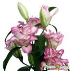 BEAUTY TRAND