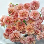 BELLE D'ANJOU