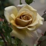 BUTTERSCOTCH - Image 6