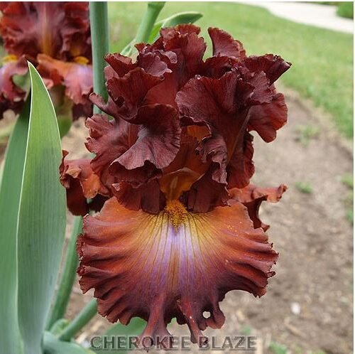 CHEROKEE BLAZE