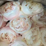 CHIFFON - Image 3