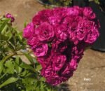 DINKY - Image 5