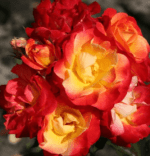 FIREBIRD - Image 3