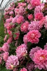 FANCY RUFFLE - Image 2