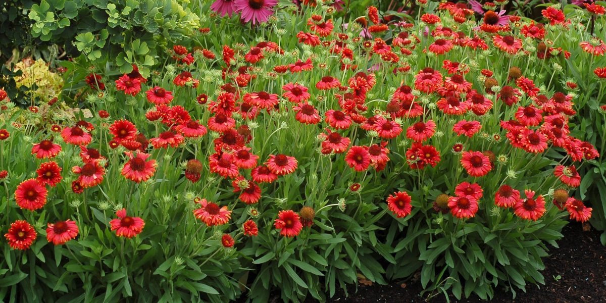 გაილარდია BURGUNDER - Image 2