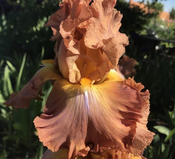 HIGHR-ROLLER.jpg HIGH ROLLER - Image 1