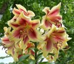 HOLAND BEAUTY - Image 2