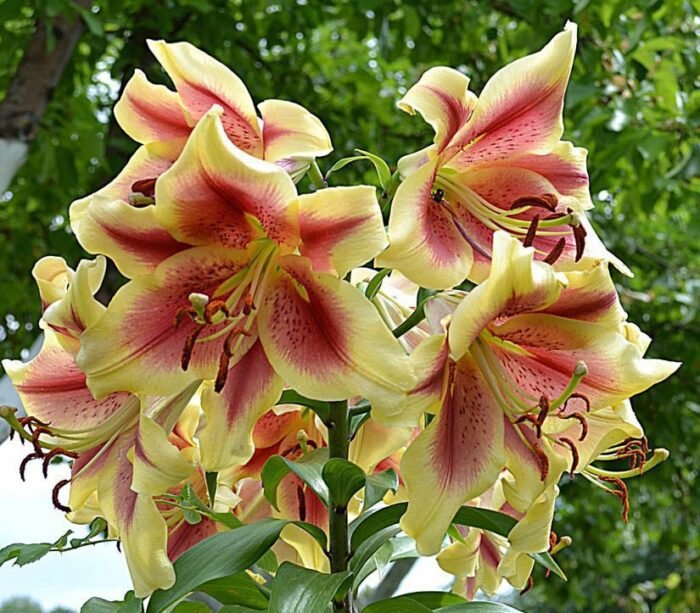 HOLAND BEAUTY - Image 2
