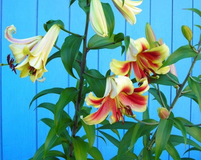 HOLAND BEAUTY - Image 3