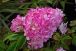 SANDAE FRAISE - Image 4