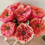 KENSINGTON GARDENS - Image 4