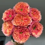 KENSINGTON GARDENS - Image 3