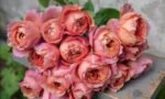 ROMANTIC ANTIKE - Image 6