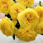 LEMON POMPON - Image 3