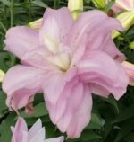 LOTUS QUEEN