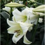WHITE TRIUPH - Image 2
