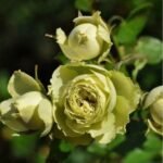 LOVELY GREEN - Image 3