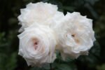 MADAME ANISETTE