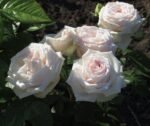 MADAME ANISETTE - Image 2
