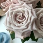 MENTA - Image 4