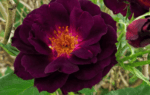 MIDNIGHT ROSE