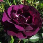 MIDNIGHT ROSE - Image 3
