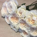 PURITY - Image 2