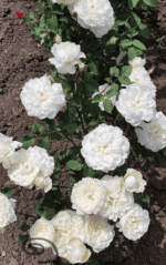 PURITY - Image 3