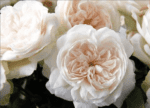 PURITY - Image 4