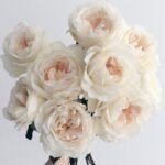 PURITY - Image 6